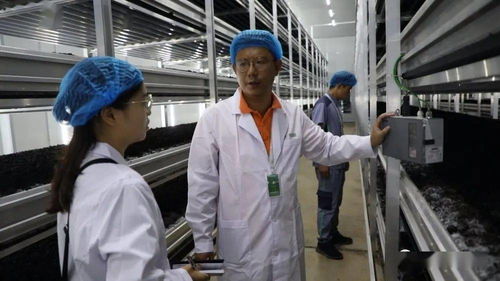 菌香飄千里，科技助搬遷——貴州岑鞏以菌產業(yè)年供300崗位，助力易地搬遷群眾城市扎根